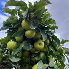 Fruit Snacks® Tangy Green™ Apple (Malus &