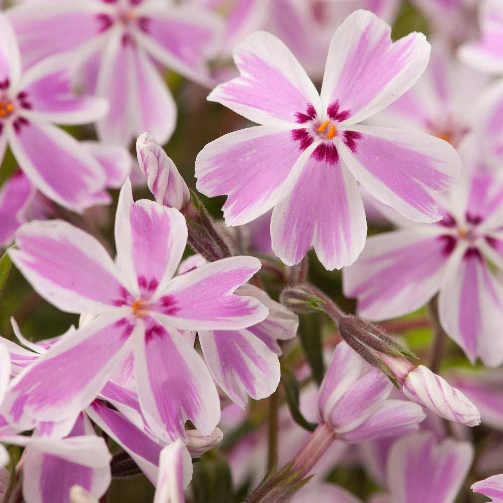 Candy Stripe Creeping Phlox (Phlox subulata &