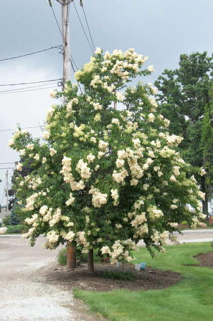Ivory Silk Japanese Tree Lilac (Syringa reticulata &