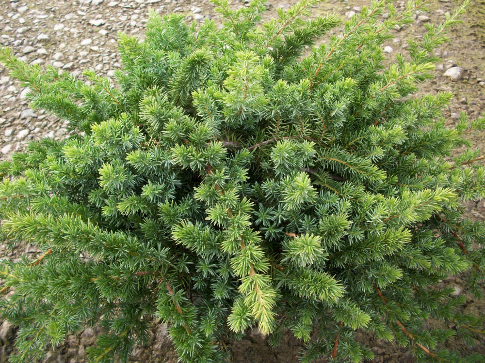 Blue Shore Juniper (Juniperus conferta &