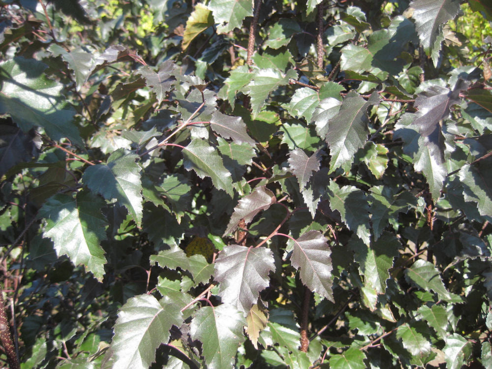 Royal Frost® Birch (Betula x &