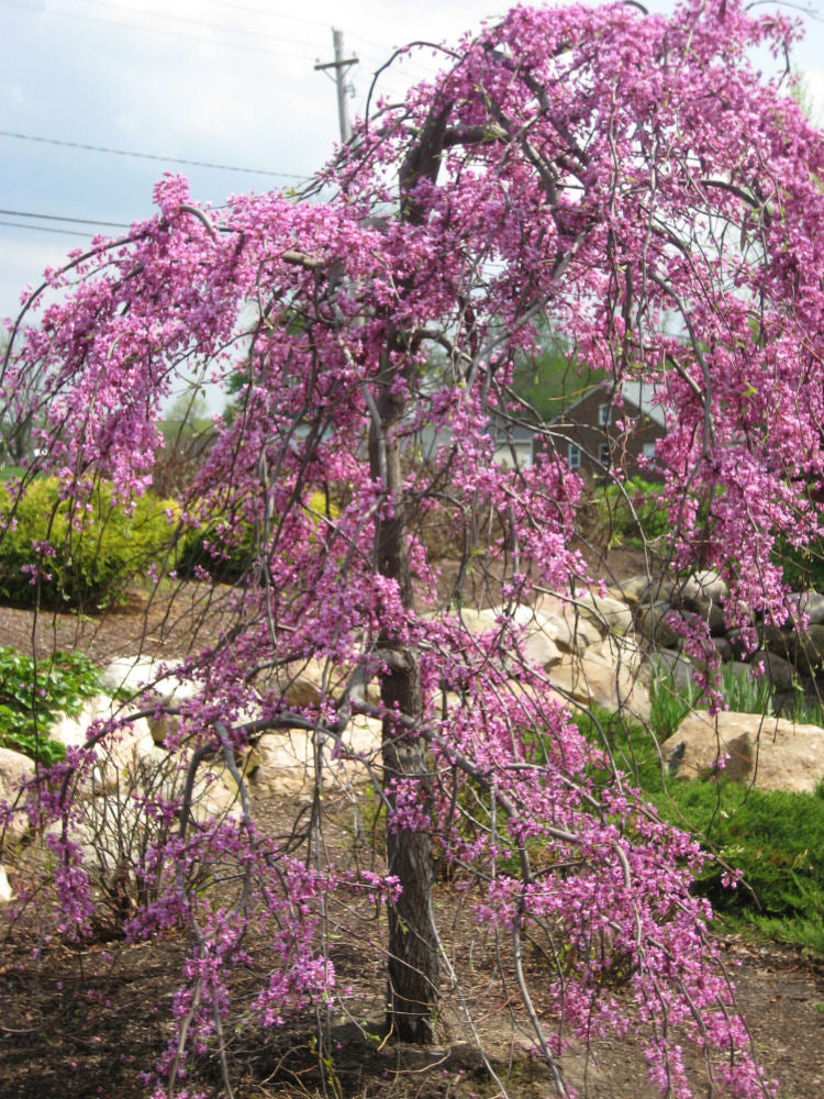 Lavender Twist™ Weeping Redbud (Cercis canadensis &