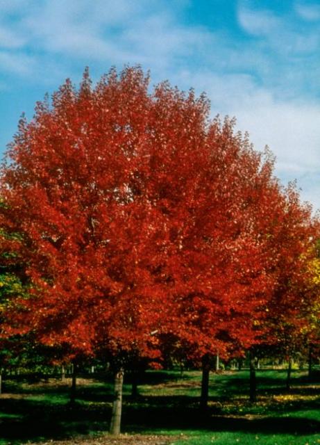 Brandywine Red Maple (Acer rubrum &