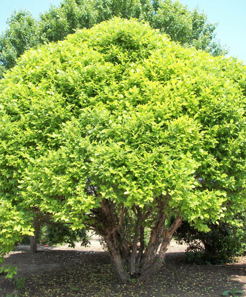 Fox Valley Dwarf River Birch (Betula nigra &
