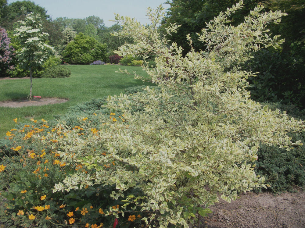 Shiloh Splash Variegated River Birch (Betula nigra &