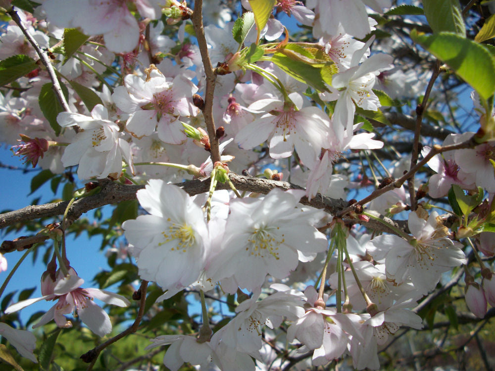 Autumnalis Higan Cherry (Prunus subhirtella &
