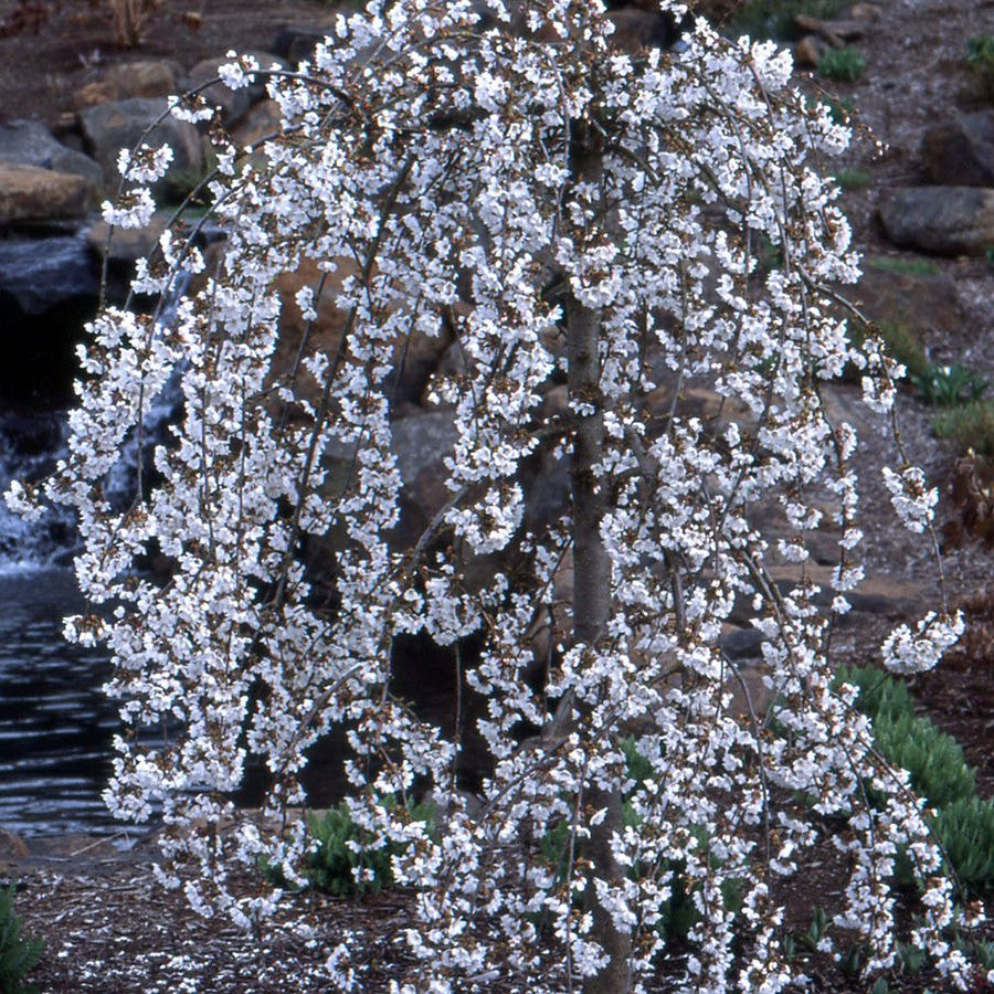 Snow Fountains® Weeping Cherry (Prunus x &