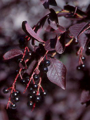 Schubert Chokecherry (Prunus virginiana &