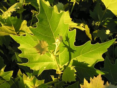 Exclamation!™ London Plane Tree (Platanus A &