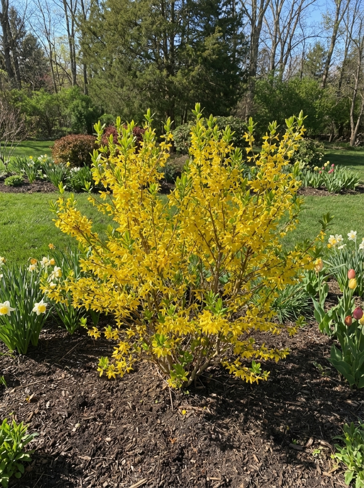 Lynwood Gold Forsythia (Forsythia x &