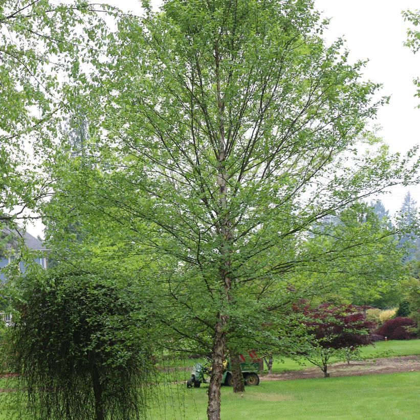 City Slicker® River Birch (Betula nigra &