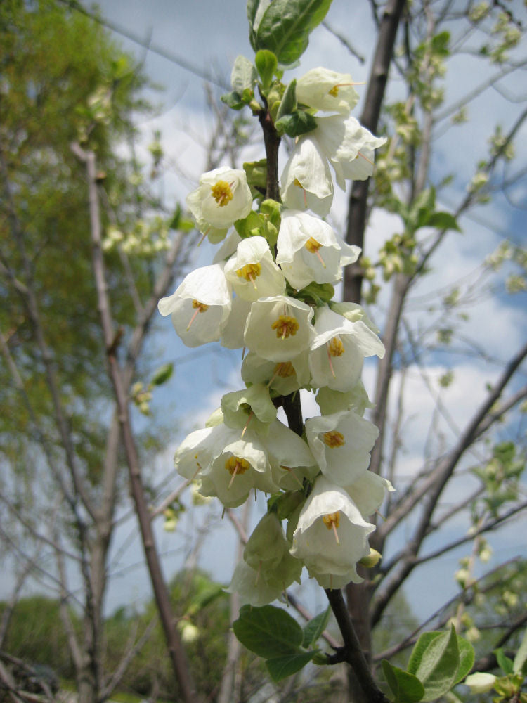 Carolina Silverbell (Halesia tetraptera) - 3 gallon TREE