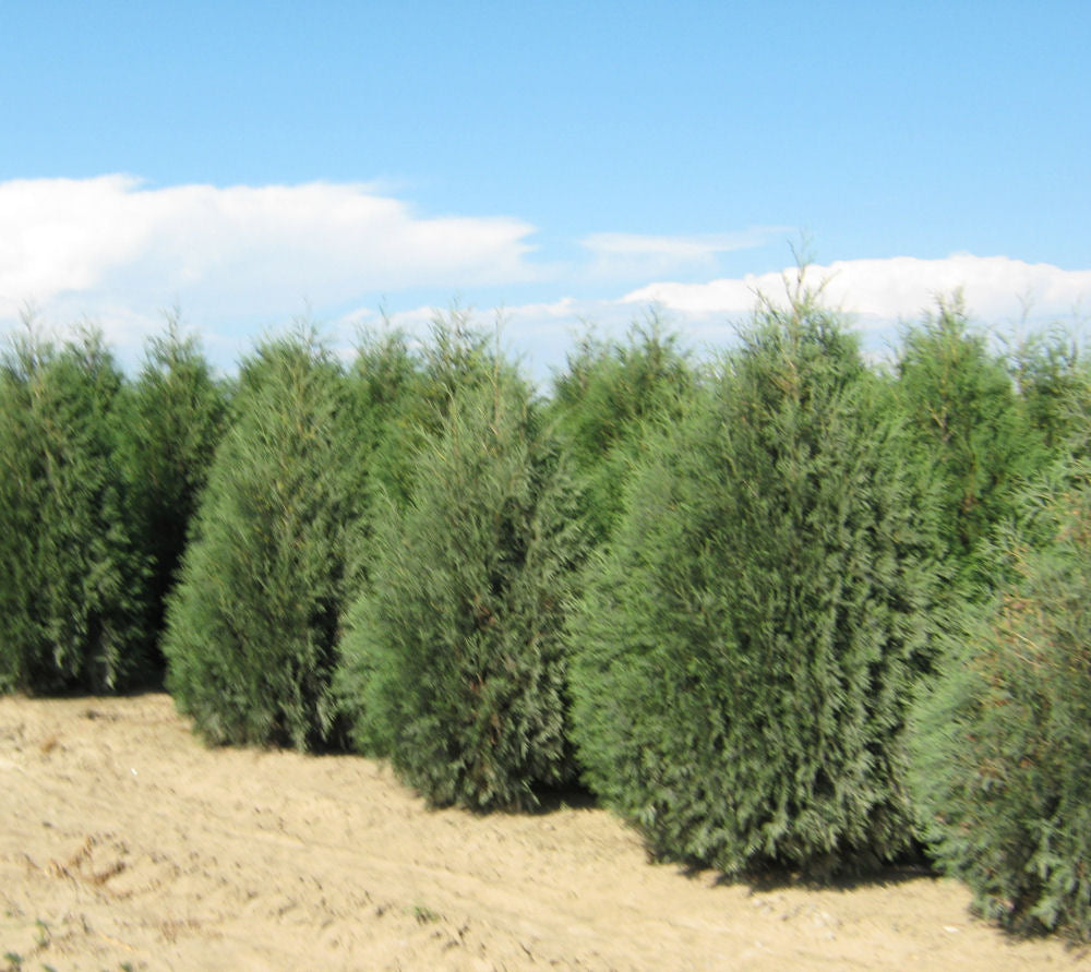 Techny Mission Arborvitae (Thuja occidentalis &