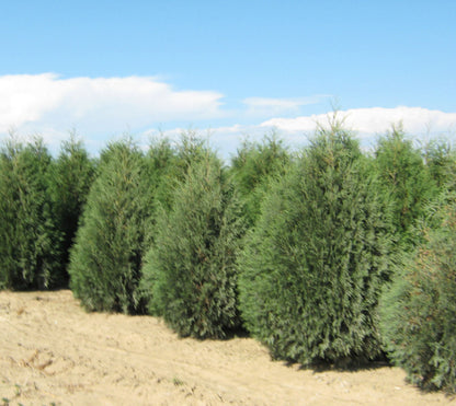 Techny Mission Arborvitae (Thuja occidentalis &