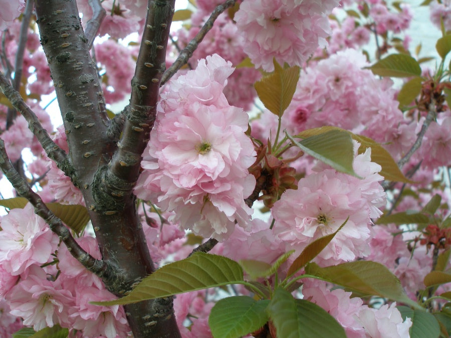 Kwanzan Cherry (Prunus serrulata &