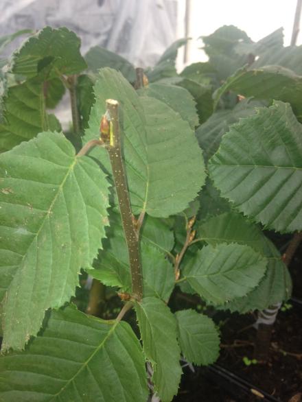 Lucas European Hornbeam (Carpinus betulus &