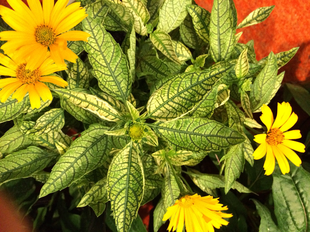 Sunstruck False Sunflower (Heliopsis helianthoides &