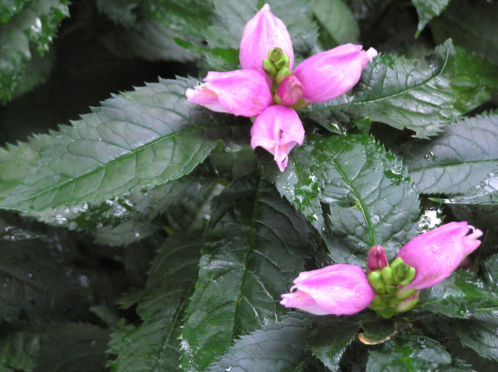 Hot Lips Turtlehead (Chelone lyonii &