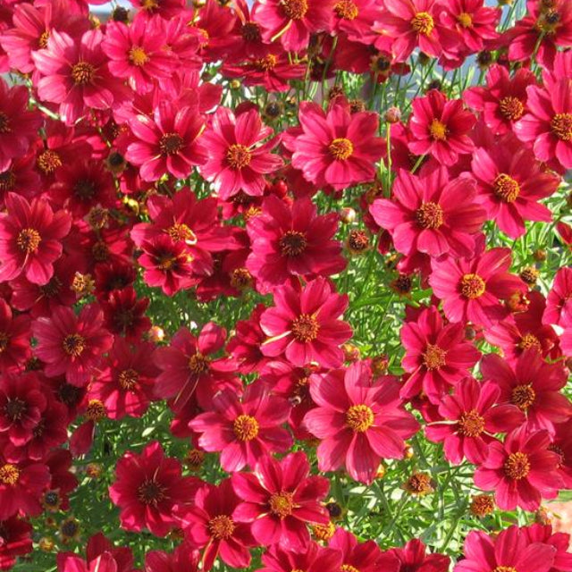 Red Satin Tickseed (Coreopsis &