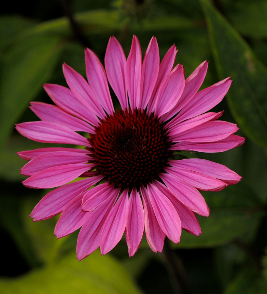 Ruby Star Coneflower (Echinacea purpurea &