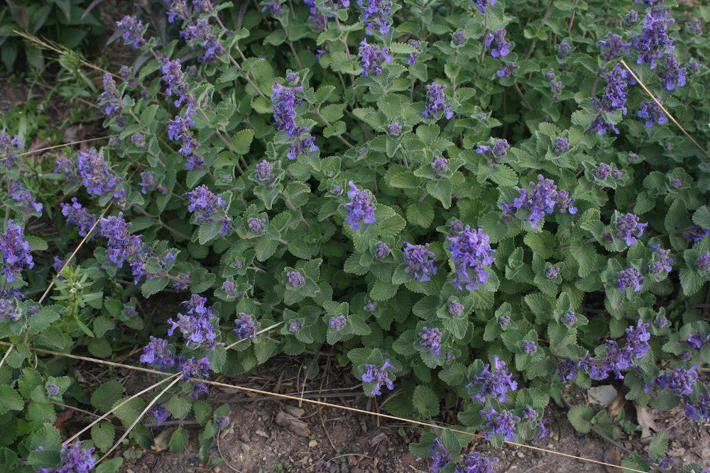Early Bird Catmint (Nepeta &