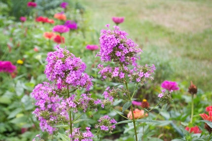 Jeana Garden Phlox (Phlox paniculata &