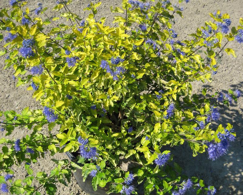 Sunshine Blue® II Bluebeard (Caryopteris sunshine &