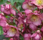 Frostkiss® Elemental Lenten Rose (Helleborus &