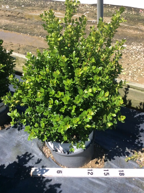 Sprinter® Boxwood (Buxus microphylla &