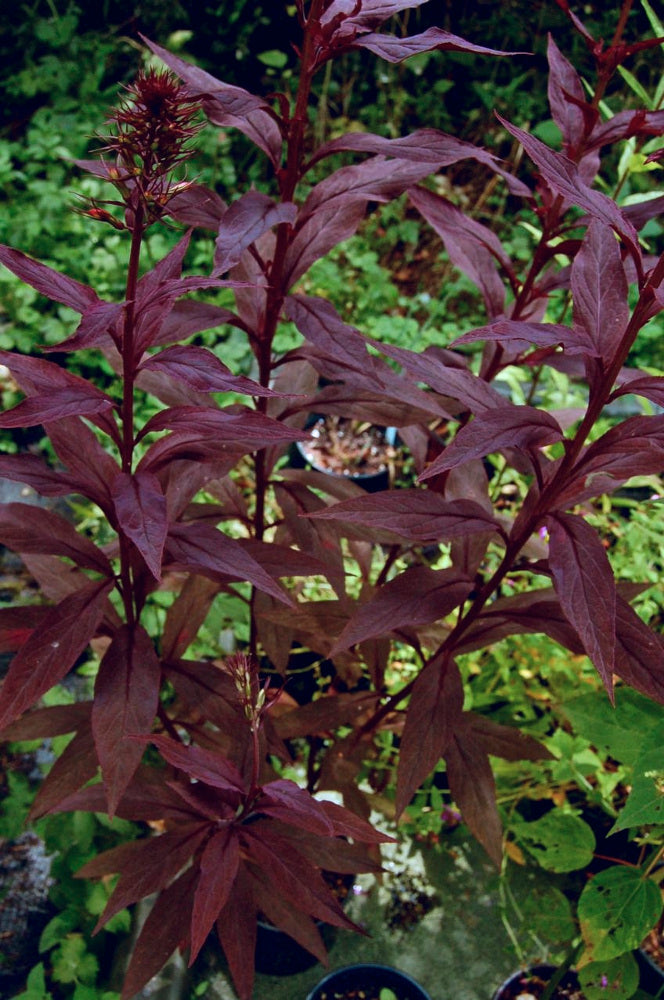 Black Truffle Cardinal Flower (Lobelia C &