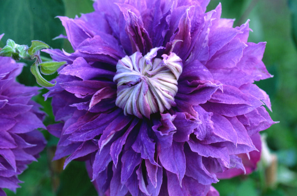 Diamantina™ Clematis (Clematis diamantina &