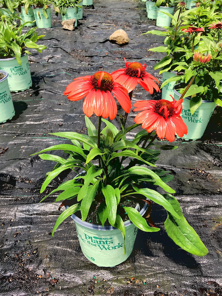 Kismet™ Intense Orange Coneflower (Echinacea purpurea &