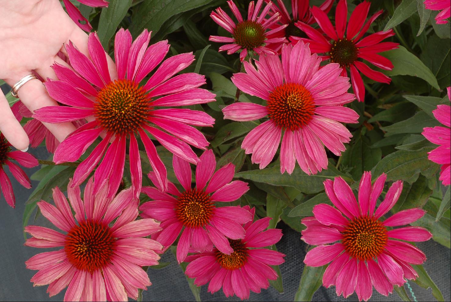 KISMET™ Raspberry Coneflower (Echinacea purpurea &