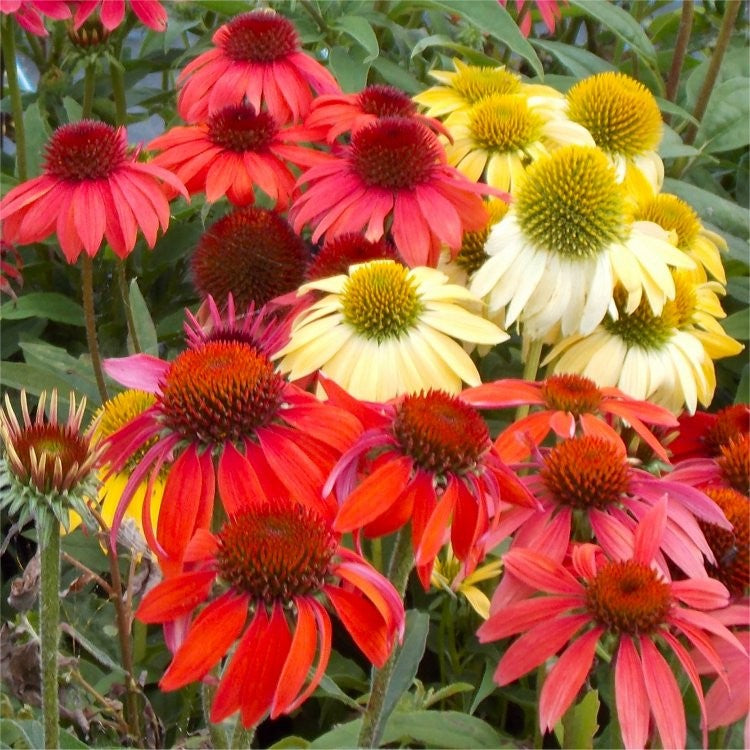 Cheyenne Spirit Coneflower (Echinacea cheyenne &