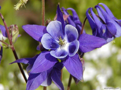Winky Purple &amp; White Columbine (Aquilegia &