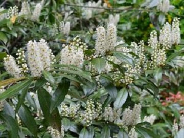 Chestnut Hill Cherry Laurel (Prunus L &