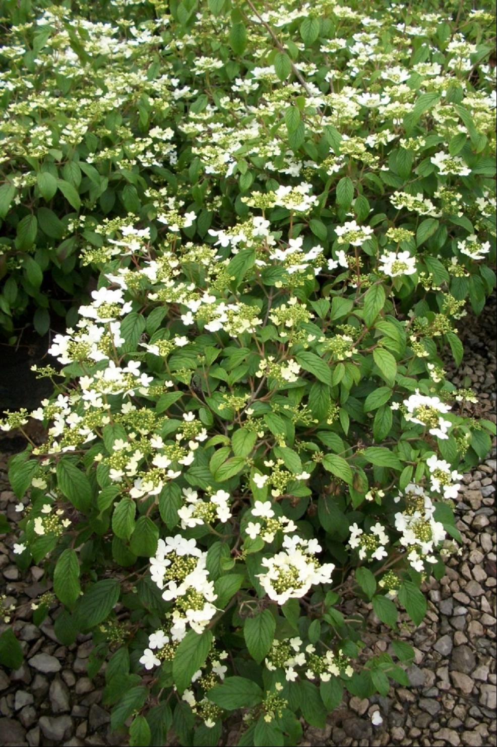 Summer Snowflake Viburnum (Viburnum plicatum &