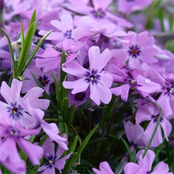 Purple Beauty Creeping Phlox (Phlox subulata &