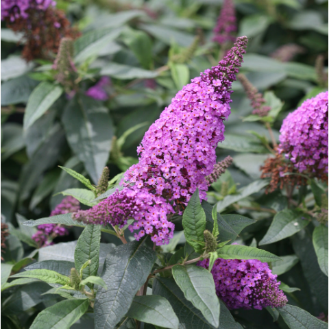 Pugster Periwinkle® Butterfly Bush (Buddleia &