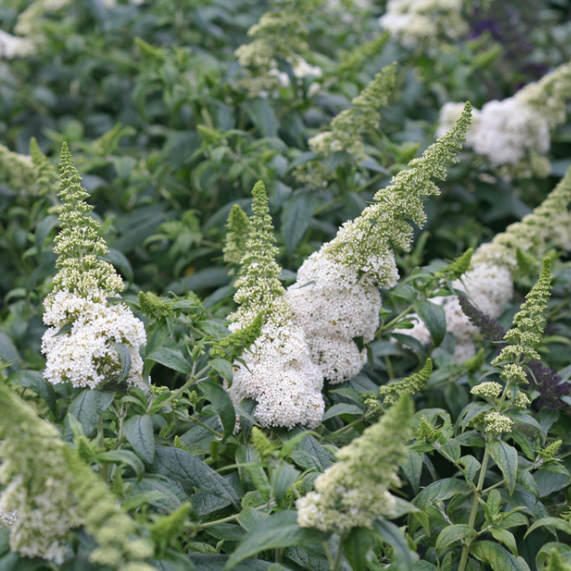 Pugster White® Butterfly Bush (Buddleia &