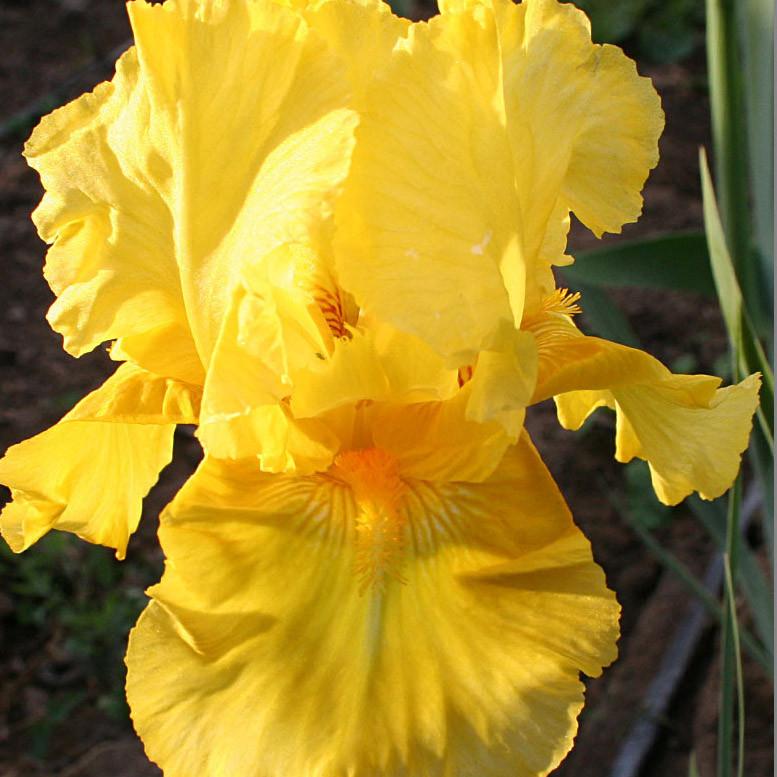 Pleasant Peasant Intermediate Bearded Iris (Iris germanica &
