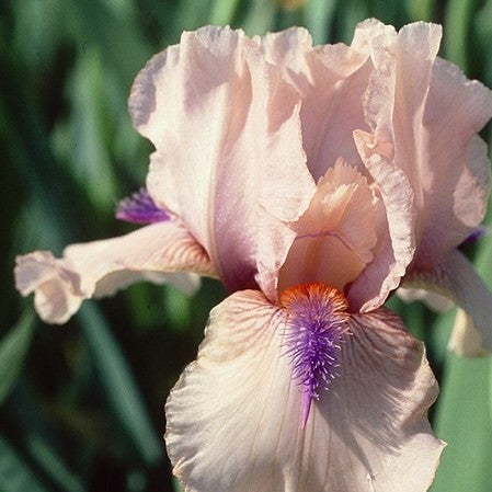 Concertina Reblooming Bearded Iris (Iris germanica &