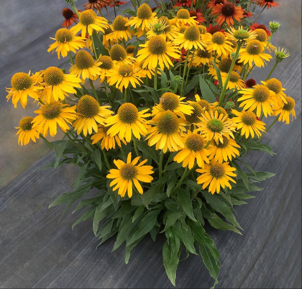 Kismet™ Yellow Coneflower (Echinacea kismet &