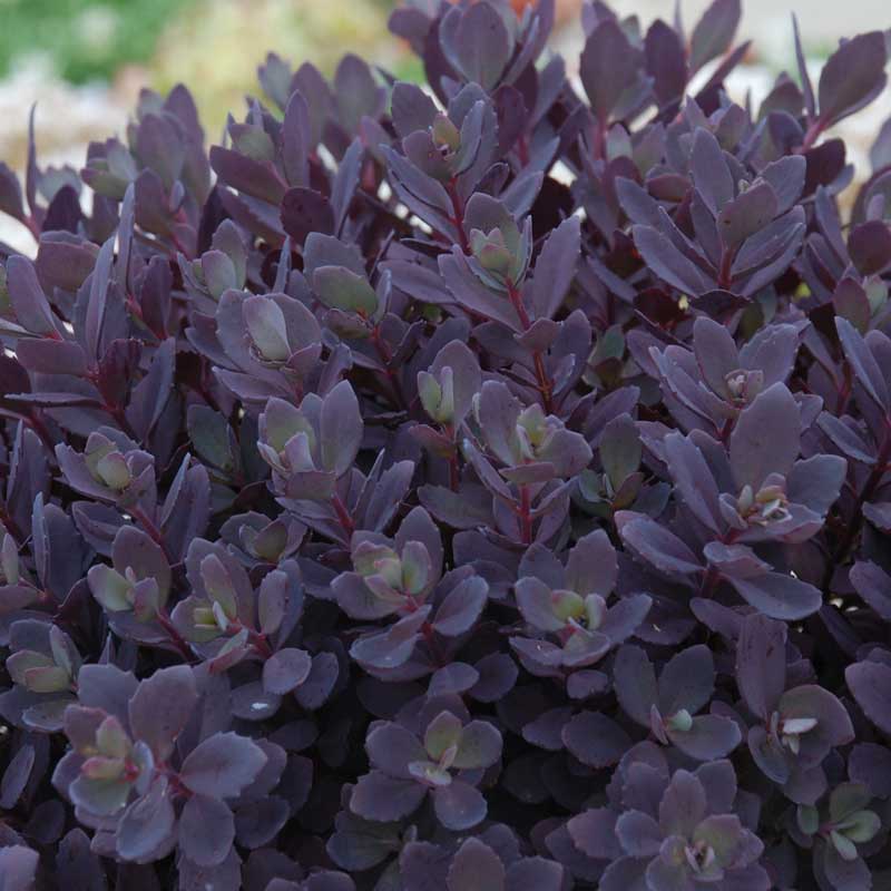 SunSparkler® Plum Dazzled Stonecrop (Sedum plum &