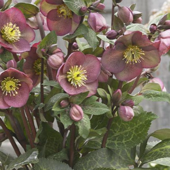 Pippa’s Purple Lenten Rose (Helleborus &