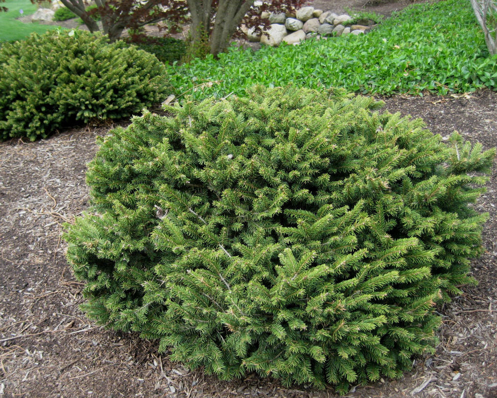 Dwarf Norway Spruce (Picea abies &