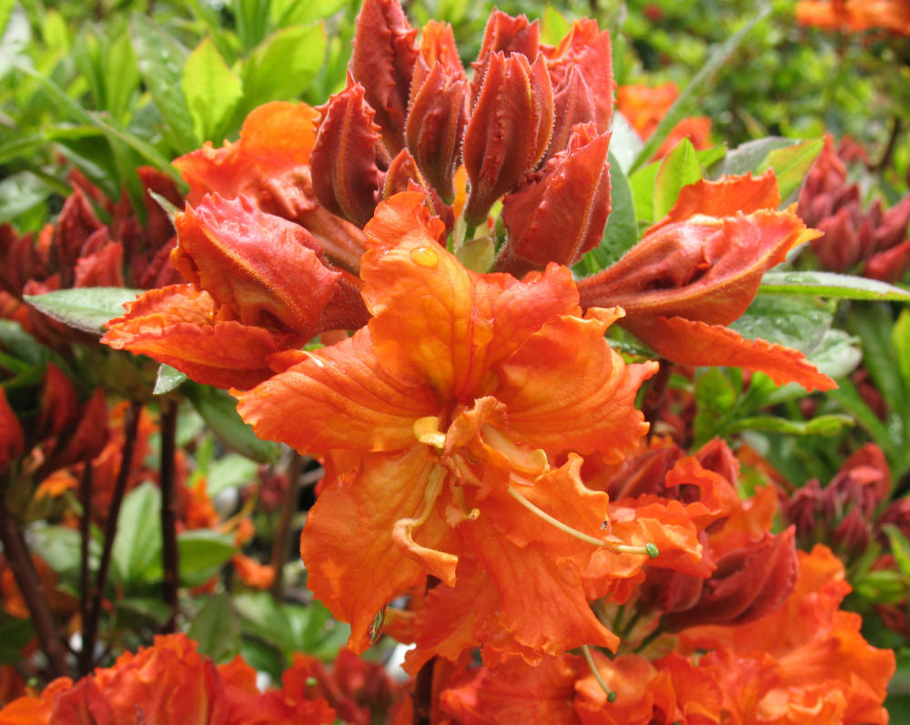 Gibraltar Azalea (Azalea &