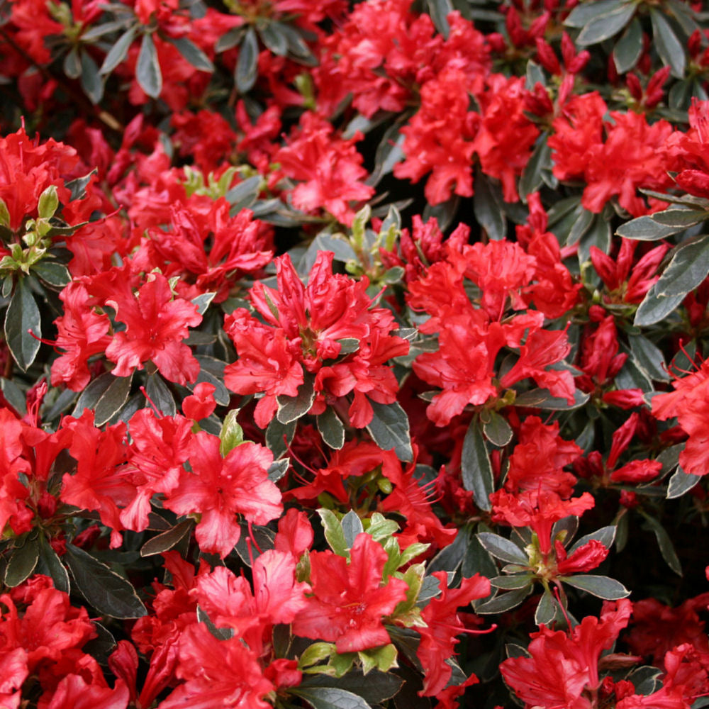 Hot Shot Azalea (Azalea x &