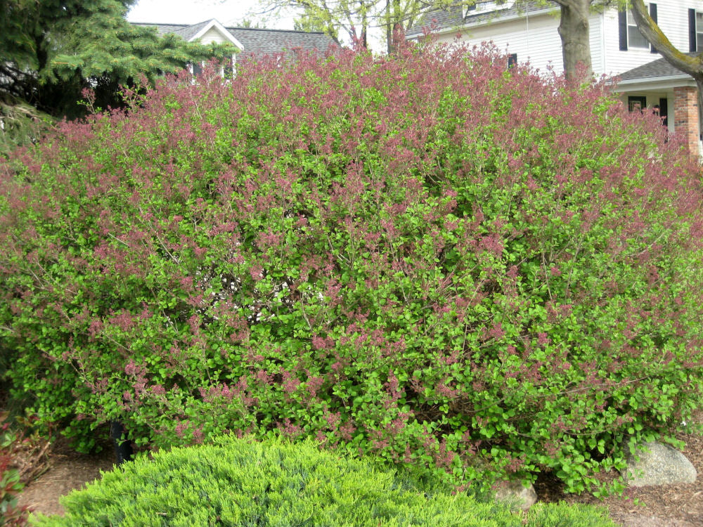 Dwarf Korean Lilac (Syringa meyeri &