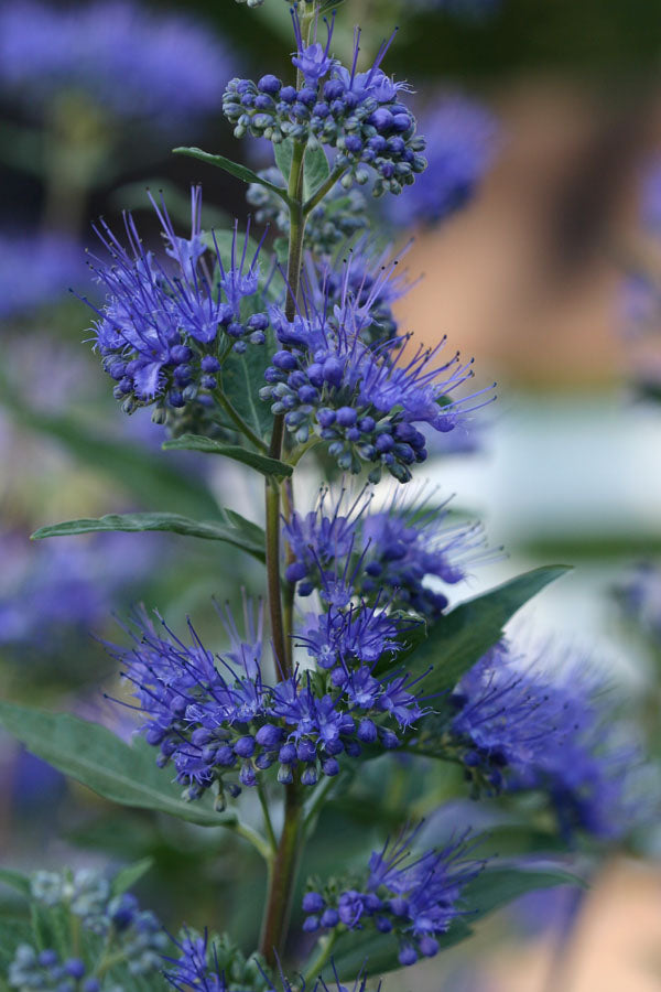 Dark Knight Bluebeard (Caryopteris clandonensis &